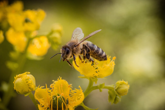 More Than Honey: The Importance of Bees